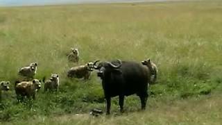 Hyenas Kill Baby Cape Buffalo  SERIOUSLY HARD TO WATCH [upl. by Iret285]