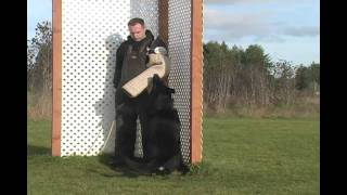 Schutzhund sport training [upl. by Delanos]