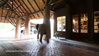 ELEs in the Mfuwe Lodge reception [upl. by Luapnhoj]