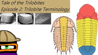 The Tale of the Trilobites Ep 2 Trilobite Terminology [upl. by Ymassej]