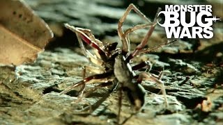 White Tail Spider Vs Cellar Spider  MONSTER BUG WARS [upl. by Elleinnod194]