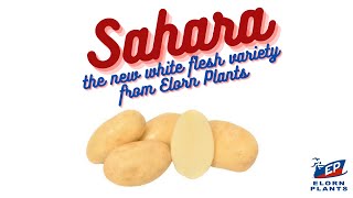 Sahara  POTATO VARIETY ELORN PLANTS [upl. by Dunn142]