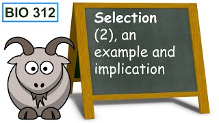 Selection 2 an example and implication [upl. by Ruff]