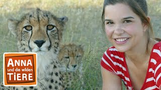 So jagt der Gepard  Reportage für Kinder  Anna und die wilden Tiere [upl. by Alessig]