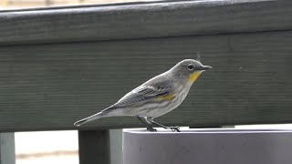 Ripley the YellowRumped Warbler vs House Finch [upl. by Zoi452]