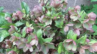 Hellebore Lenten Rose A Beautiful and Hardy Shade Garden Plant [upl. by Anasiul]