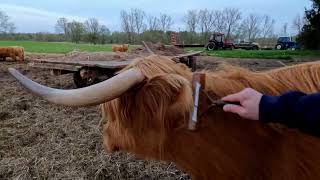 Highland Cattle Love to Be Brushed  Brushing Moo the Scottish Highland Cow [upl. by Balling56]