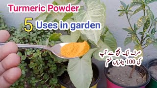 Turmeric Powder 5 use in garden  Best homemade orgenic fertilizer [upl. by Namlak]