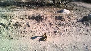 Mojave Green Rattlesnake Crotolus scutularius [upl. by Dhiren]