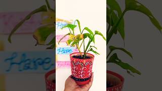 Water propagation plants houseplants water garden grow myvoice indoorplants shortsfeed yts [upl. by Arawaj]