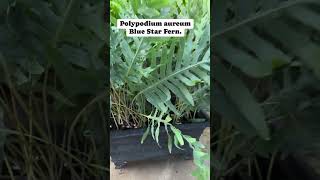 Blue Star Fern  Polypodium aureum plants gardenflowers garden fyp [upl. by Ardnek]