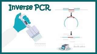 Inverse PCR [upl. by Hanima795]