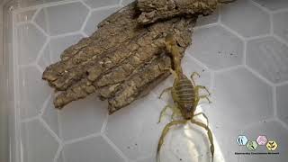 Deathstalker Scorpion Leiurus quinquestriatus [upl. by Unam730]