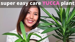 Tips for easy care Yucca plant  How to propagate Yucca plant [upl. by Epoillac26]