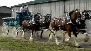 McLaughlin Clydesdales at HWWS [upl. by Odracer]