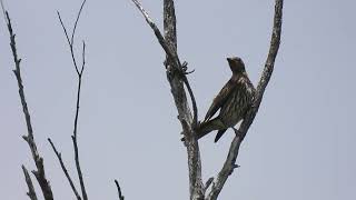 Figbird F Hervey Bay Qld [upl. by Ellan]