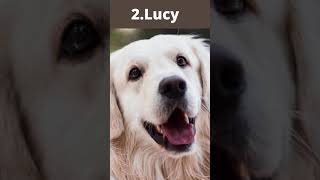 Top 5 Female Dog Names Shorts Dogs [upl. by Hna675]