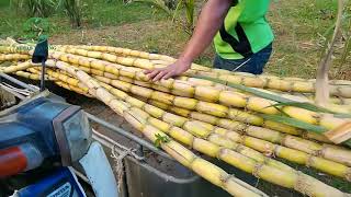 TuaiPanen Tebu Telur  MyGAP Ladang Tok Abi [upl. by Orr]