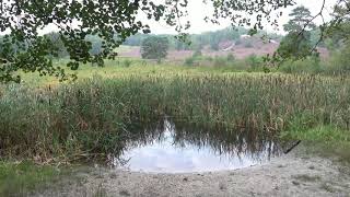 Op wandel in de Brunssummerheide [upl. by Latrell]