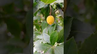 Arbutus  madroño  the symbol of Madrid [upl. by Nnayrrehs]