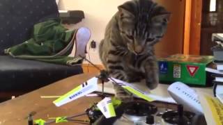 Cat vs toy helicopter [upl. by Ahsenyt938]