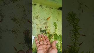 ഇപ്പൊ ടെക്നിക്ക് പിടികിട്ടി 🤩😂 fishes [upl. by Taimi268]