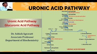 Uronic acid pathway  Biochemistry [upl. by Radmilla904]