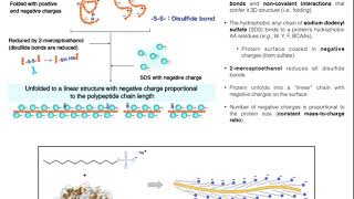 Biotechniques  Principles of SDSPAGE Protein Separation [upl. by Clarette]