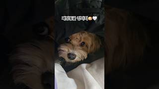 동굴 들어간 남친 빙의 강아지 🐶🍪🩷 강아지 말티푸 말티푸쿠키 애견 애견인소통 강아지일상 강아지브이로그 [upl. by O'Brien]