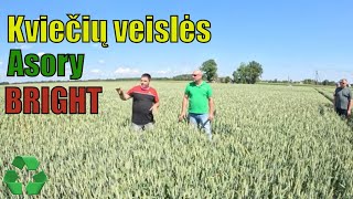 Lauko diena Šakiuose pristatant kviečių veisles Asori ir Braitas [upl. by Gilletta428]