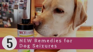 Dog Seizures 5 New Remedies [upl. by Ellenrad]