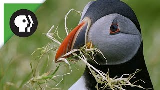 Puffins Pick the Perfect Home [upl. by Gallagher]