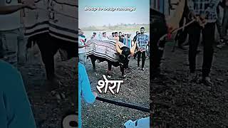 Comedy ka Bhatta Ki Jaane aur koi bhi hai Hamari dulhan ki [upl. by Evers]