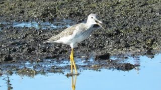 Greater Yellowlegs Amazing Alarm Calls [upl. by Beitz]