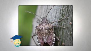 Ask the Pest Professor Stink Bugs [upl. by Aremaj]