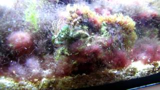 Mithrax sculptus eating algae [upl. by Agan]