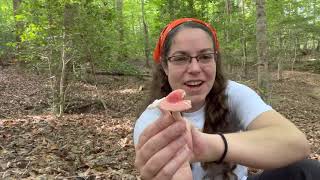 How to recognize Russula mushrooms  mycorrhizal mushrooms explained [upl. by Edea]