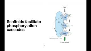 Receptor Tyrosine Kinases – insulin receptor INSR etc [upl. by Primalia595]