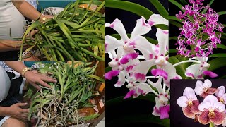 Unboxing Collections  Vanda Sanderiana  Sanderiana Alba  Local Crosses  V278 [upl. by Kohler]