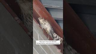 Young Coopers Hawk Rescued From Stairwell shorts [upl. by Binnings]