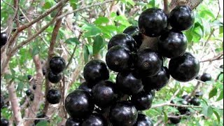 Jaboticaba florada após adubo de cobertura e muita água [upl. by Anehsat]