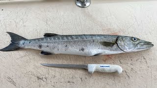 How To Fillet BARRACUDA SAFE To Eat [upl. by Harts749]