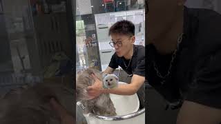 Grooming a cute cat [upl. by Karli]