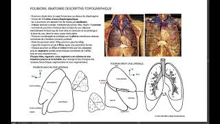 8 Poumon descritption générale [upl. by Aener]