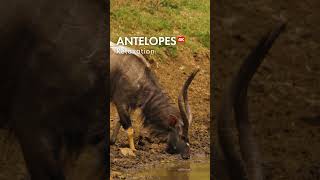 Antelopes relaxation in 4K  Relaxing Music for Stress Relief [upl. by Antsirhc]