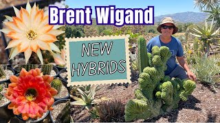 New Cactus Hybrids with Brent Wigand [upl. by Torres]