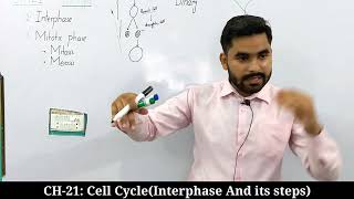 Interphase And Its Steps  Cell Cycle  CH21  Class 12 Biology [upl. by Eserehc]