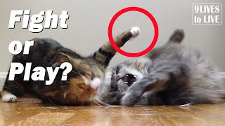 7 Clues to Tell if Your Cats are Fighting or Playing [upl. by Anerak296]