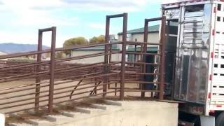 Hauling Cattle Colorado Style [upl. by Lewiss]