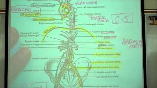 ANATOMY CIRCULATORY SYSTEM PART 2 by Professor Fink [upl. by Mehs]